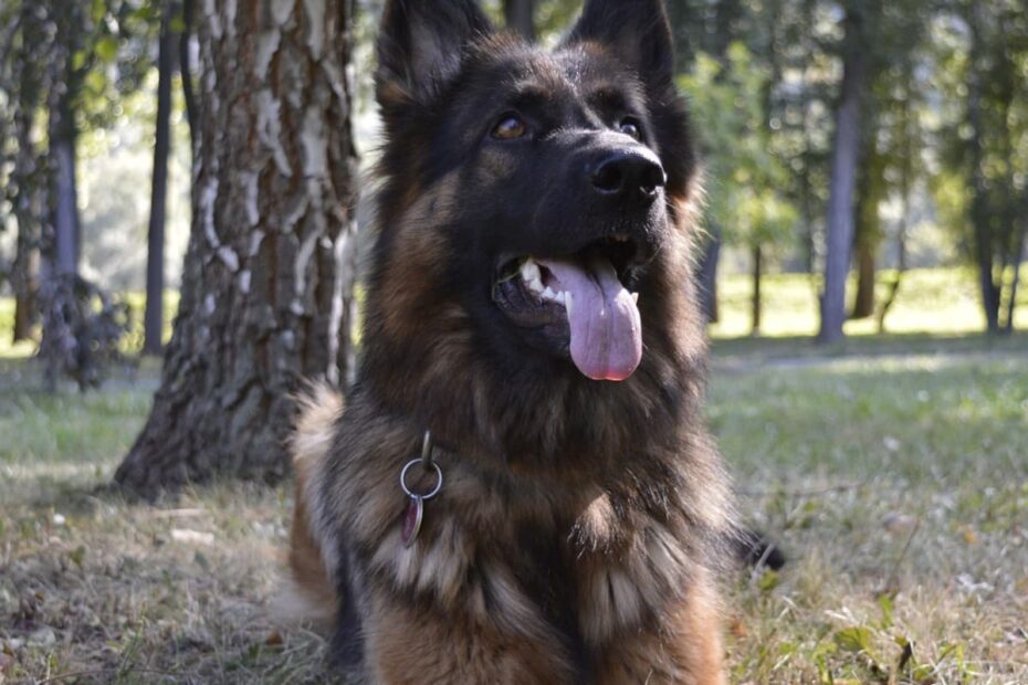 Guide To Long-Coat German Shepherd Dogs - Pethelpful