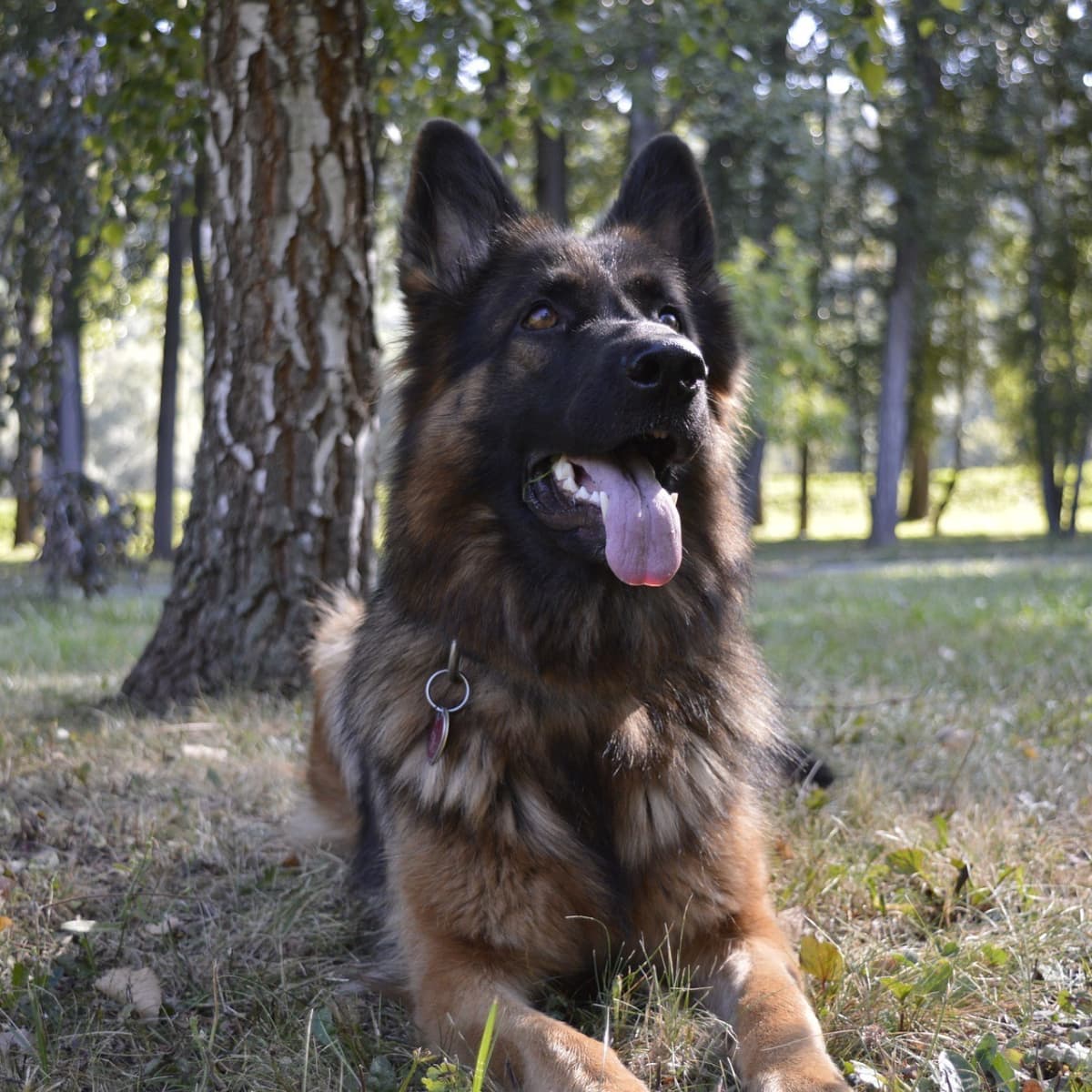 Guide To Long-Coat German Shepherd Dogs - Pethelpful