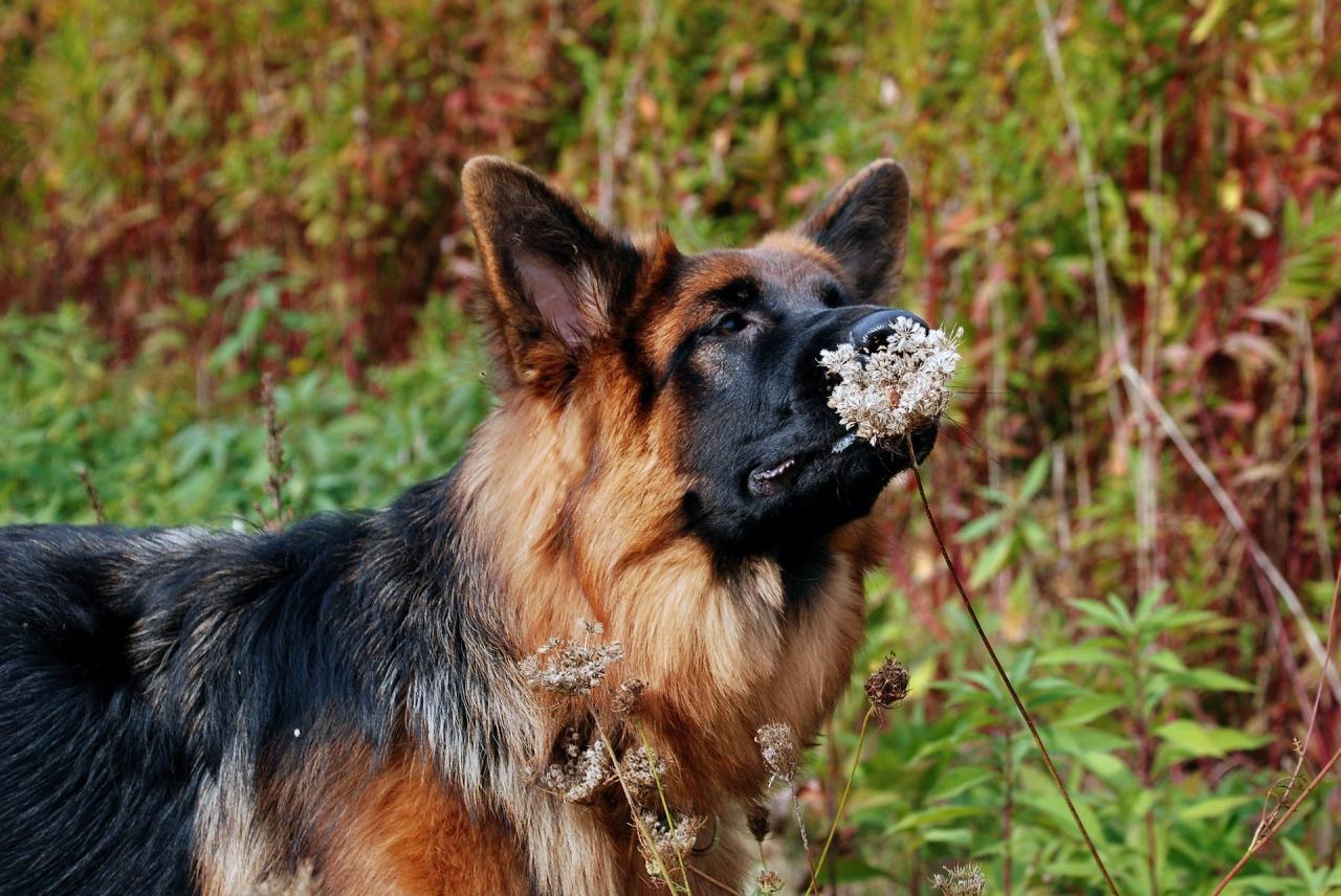 Long Haired German Shepherd (Your Next Best Friend?) - Shepherd Sense