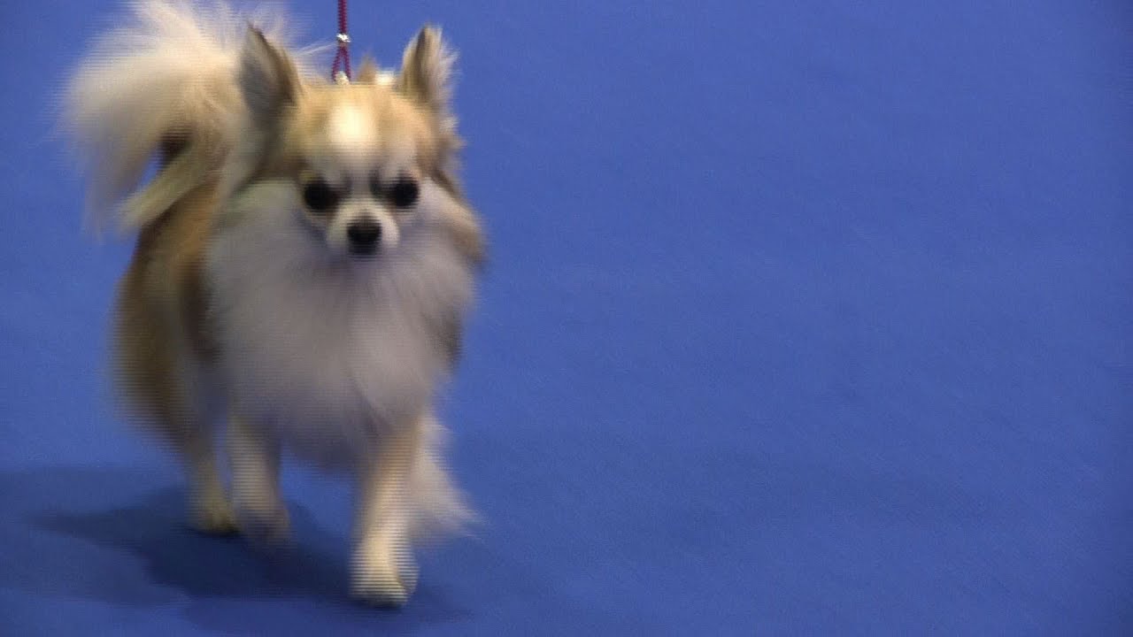 Manchester Championship Dog Show 2015 - Toy Group - Youtube