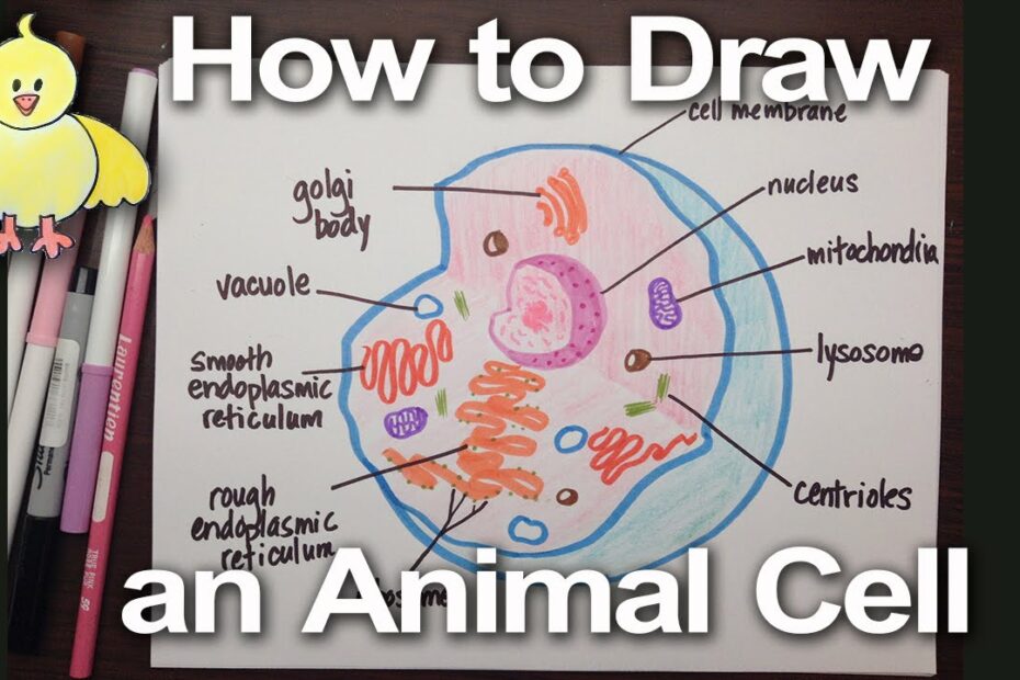 How To Draw An Animal Cell Diagram -Homework Help | Doodledrawart - Youtube