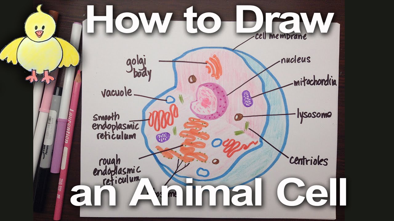 How To Draw An Animal Cell Diagram -Homework Help | Doodledrawart - Youtube