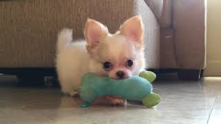 Long Haired White Chihuahua Puppies - So Cute! 😘😂| Sweetie Pie Pets By  Kelly Swift - Youtube