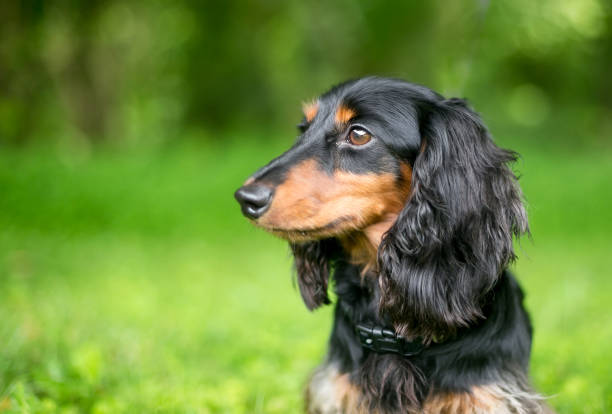 Profile Of A Black And Red Longhaired Dachshund Dog Outdoors Stock Photo -  Download Image Now - Istock