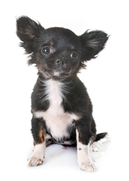 470+ Long Haired Black Chihuahua Stock Photos, Pictures & Royalty-Free  Images - Istock