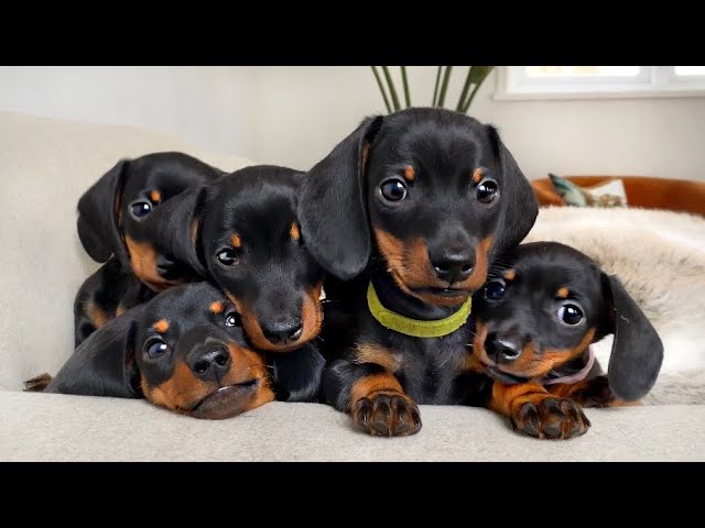 Dachshund Puppies 4 - 8 Weeks Old, Compilation. - Youtube