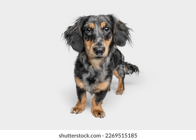 102,212 Dachshund Images, Stock Photos & Vectors | Shutterstock