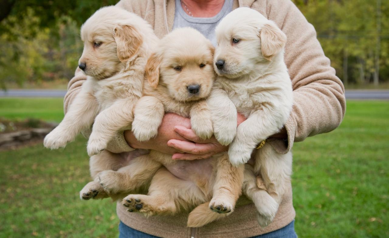 Things To Know Before Getting A Golden Retriever | Popsugar Pets