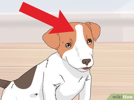 How To Choose A Jack Russell Puppy: 15 Steps (With Pictures)