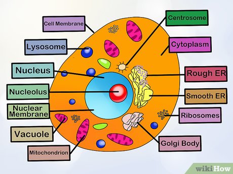 4 Ways To Make An Animal Cell For A Science Project - Wikihow