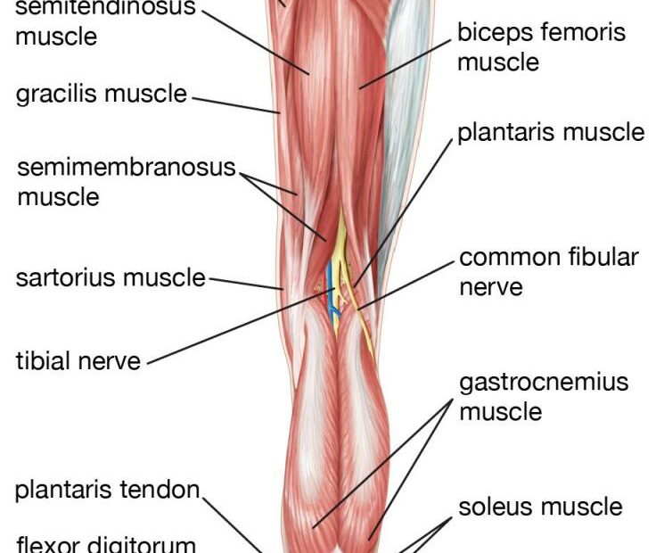 Leg | Definition, Bones, Muscles, & Facts | Britannica