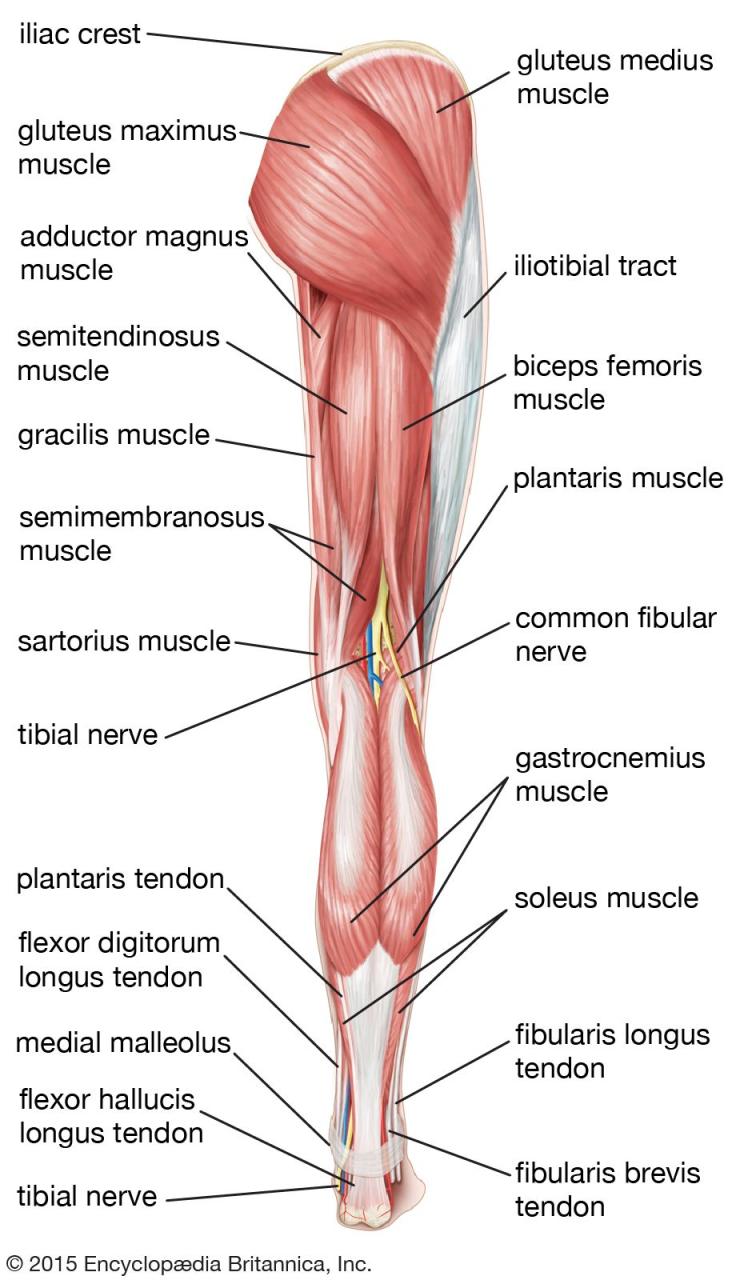Leg | Definition, Bones, Muscles, & Facts | Britannica