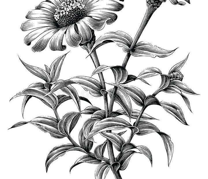 Zinnia Flower Botanical Vintage Illustration Black And White Clip Art  Isolated On White Background Stock Vector - Illustration Of Element, Black:  198096131
