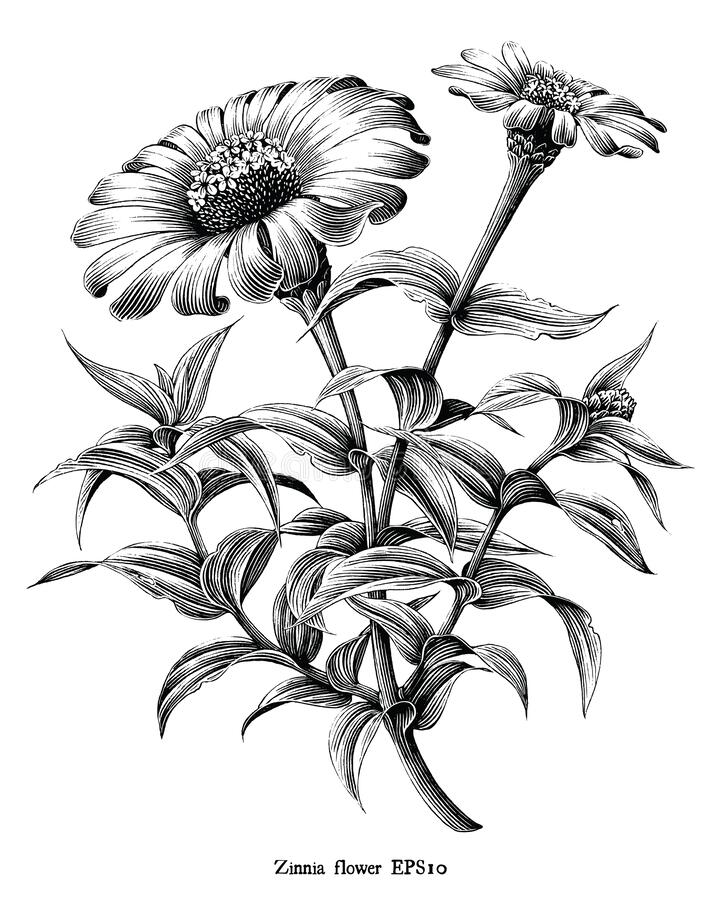 Zinnia Flower Botanical Vintage Illustration Black And White Clip Art  Isolated On White Background Stock Vector - Illustration Of Element, Black:  198096131