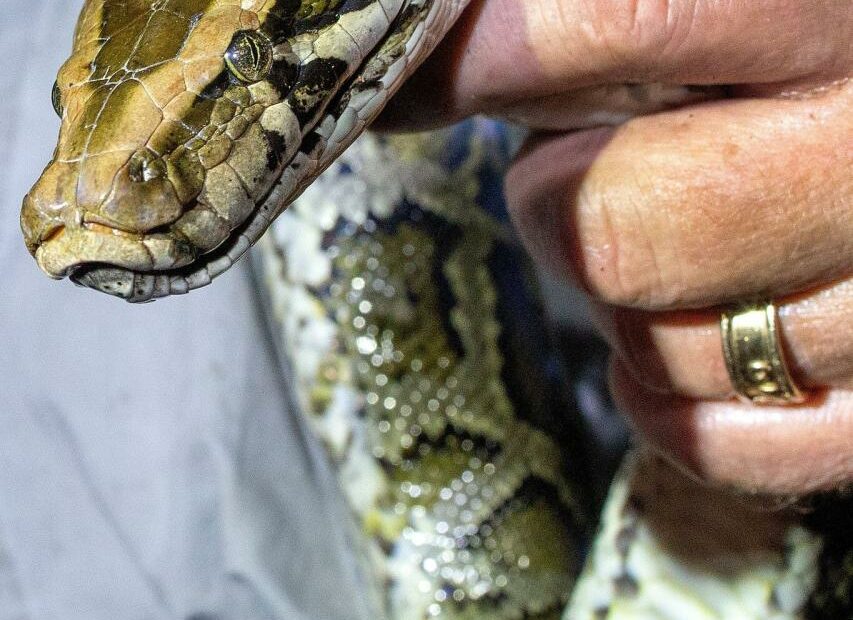 Pythons, Invasive And Hungry, Are Making Their Way North In Florida - The  New York Times