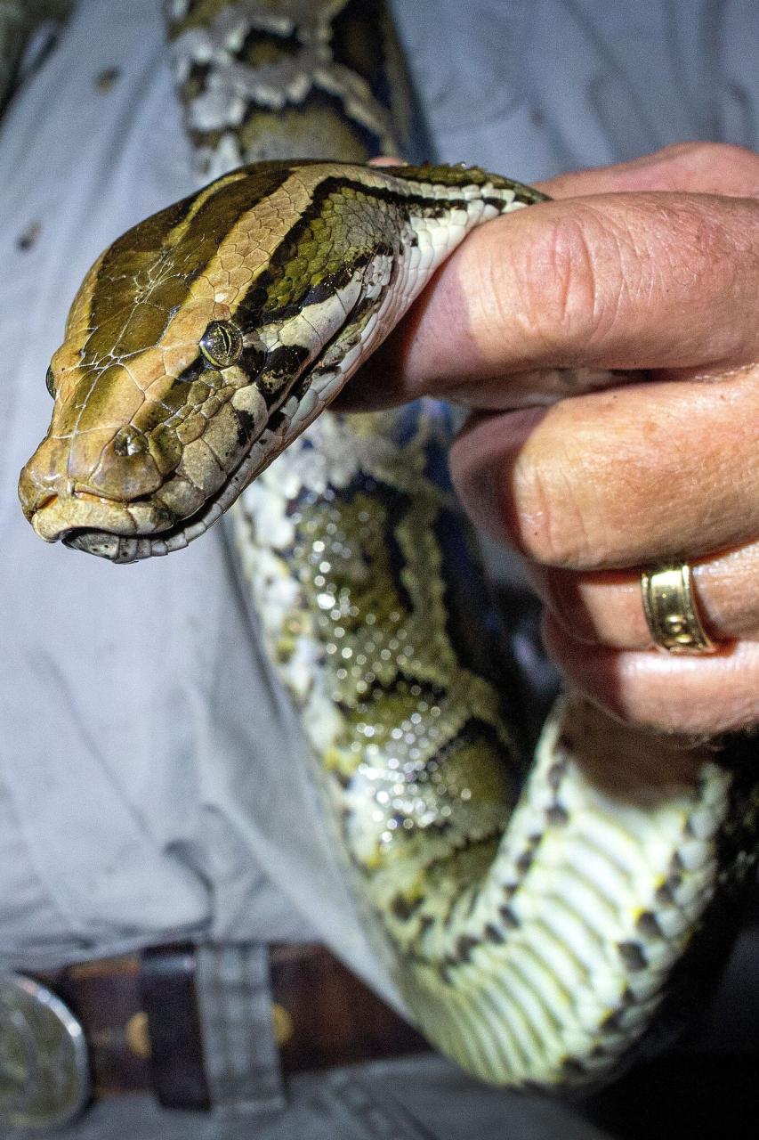 Pythons, Invasive And Hungry, Are Making Their Way North In Florida - The  New York Times