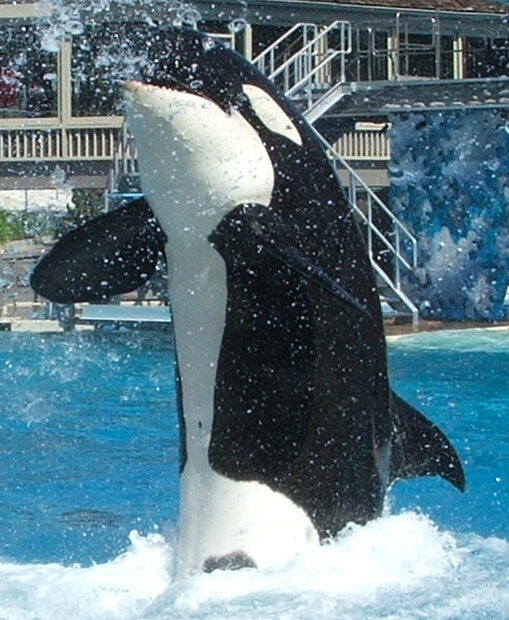 Captive Orcas - Wikipedia