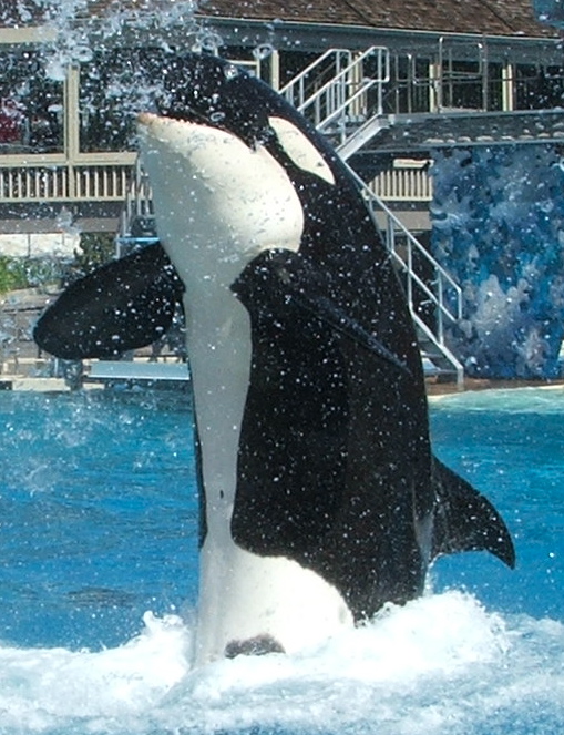 Captive Orcas - Wikipedia