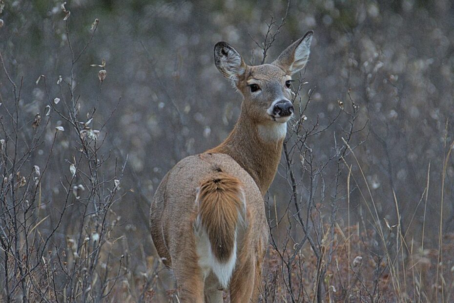 Furry Friday: Deer Of Calgary - Birds Calgary