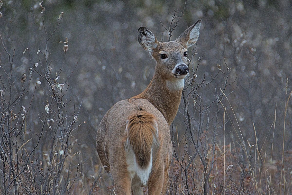 Furry Friday: Deer Of Calgary - Birds Calgary