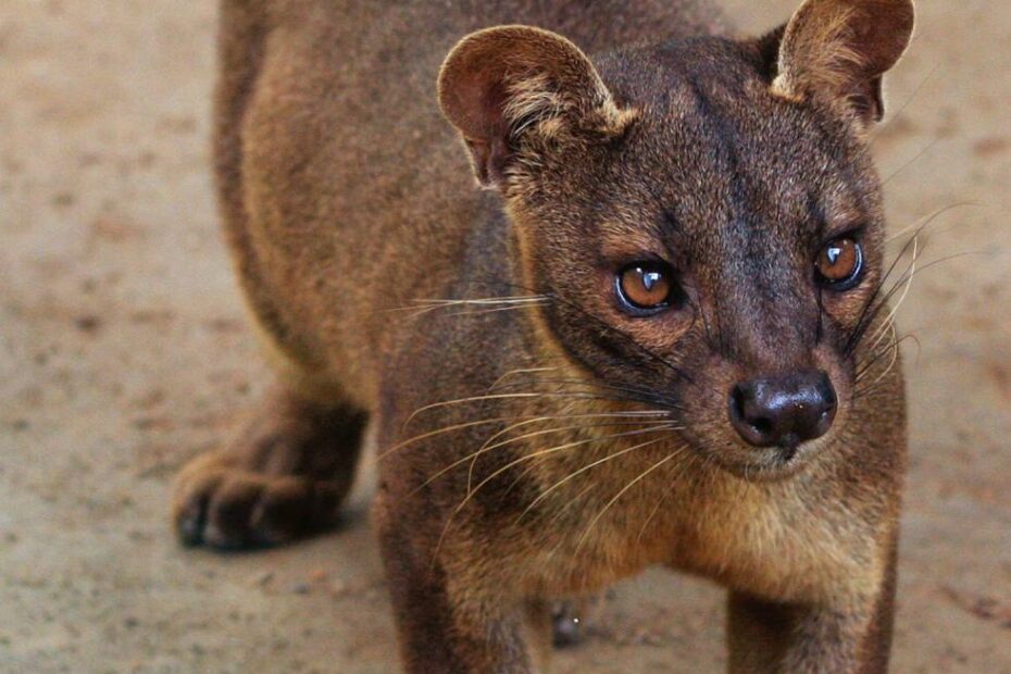 Unraveling The Puzzle Of Madagascar'S Forest Cats | Cu Boulder Today |  University Of Colorado Boulder