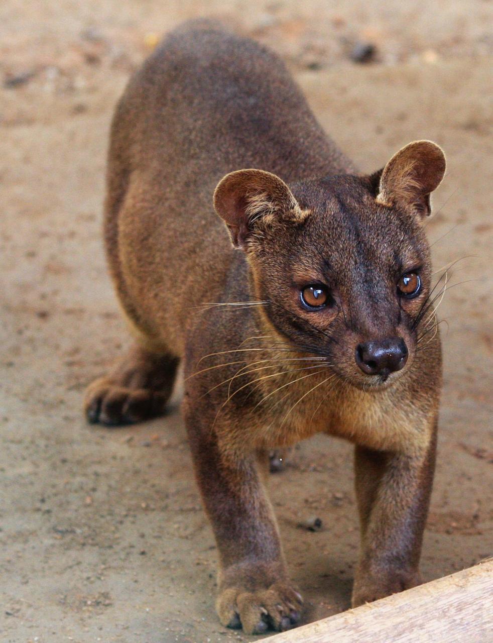 Unraveling The Puzzle Of Madagascar'S Forest Cats | Cu Boulder Today |  University Of Colorado Boulder
