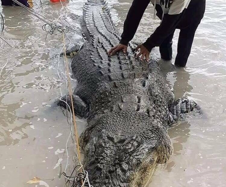 17-Ft Long Saltwater Croc Strays Into Tawi-Tawi Town | Inquirer News