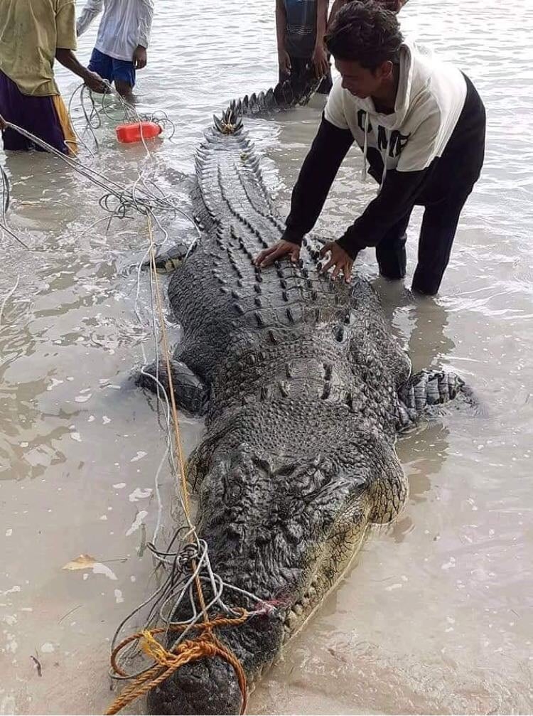 17-Ft Long Saltwater Croc Strays Into Tawi-Tawi Town | Inquirer News