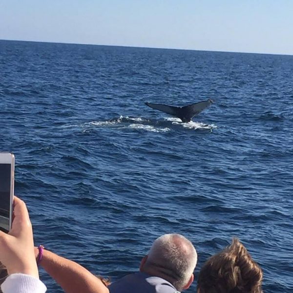 Whales In Lake Superior | North Shore Visitor