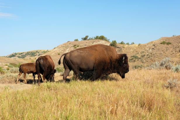 Canadian Bison Association :: Where To See Bison In The Wild