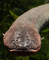 Electric Eel - Wikipedia