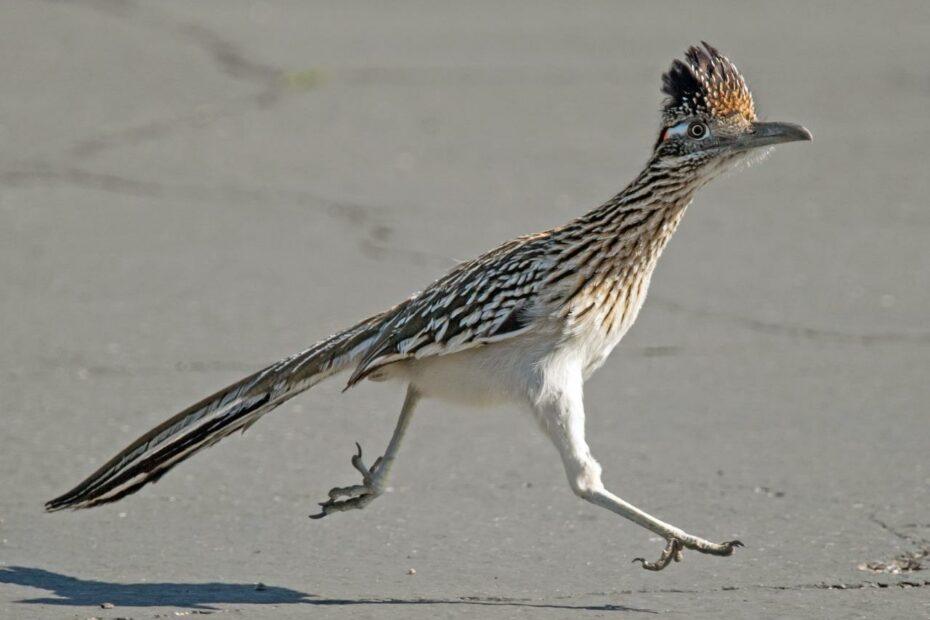 Greater Roadrunner - Ebird