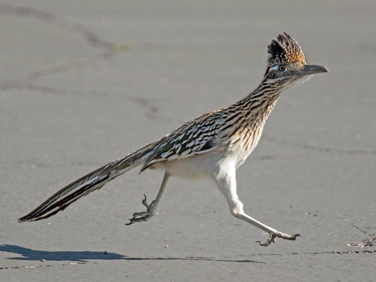 Greater Roadrunner - Ebird