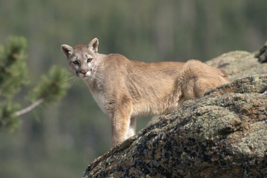 3 Mountain Lions Who Fed On Human Remains Killed In Arizona Over 'Abnormal'  Behavior