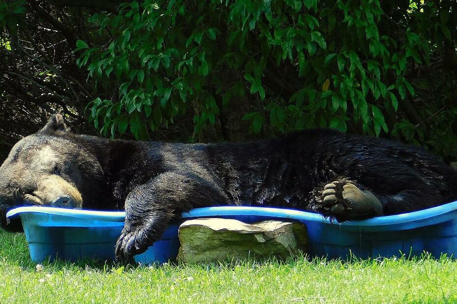 Huge Black Bear Spotted Relaxing In A Pool Is One Big Summer Mood | Cnn