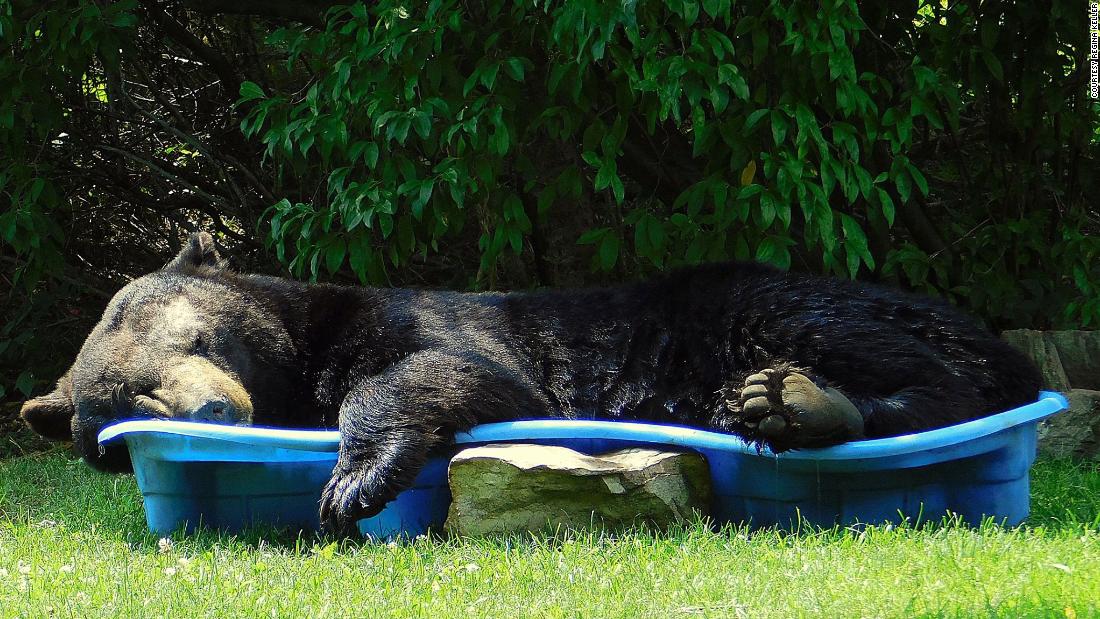 Huge Black Bear Spotted Relaxing In A Pool Is One Big Summer Mood | Cnn