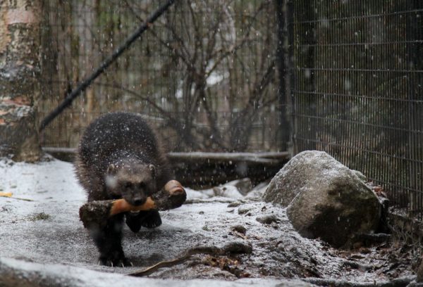 There'S A Wild Wolverine In Anchorage. What Do City Dwellers Need To Know?  - Alaska Public Media