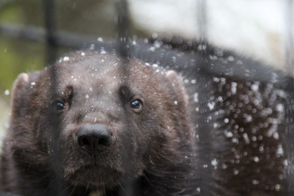 There'S A Wild Wolverine In Anchorage. What Do City Dwellers Need To Know?  - Alaska Public Media