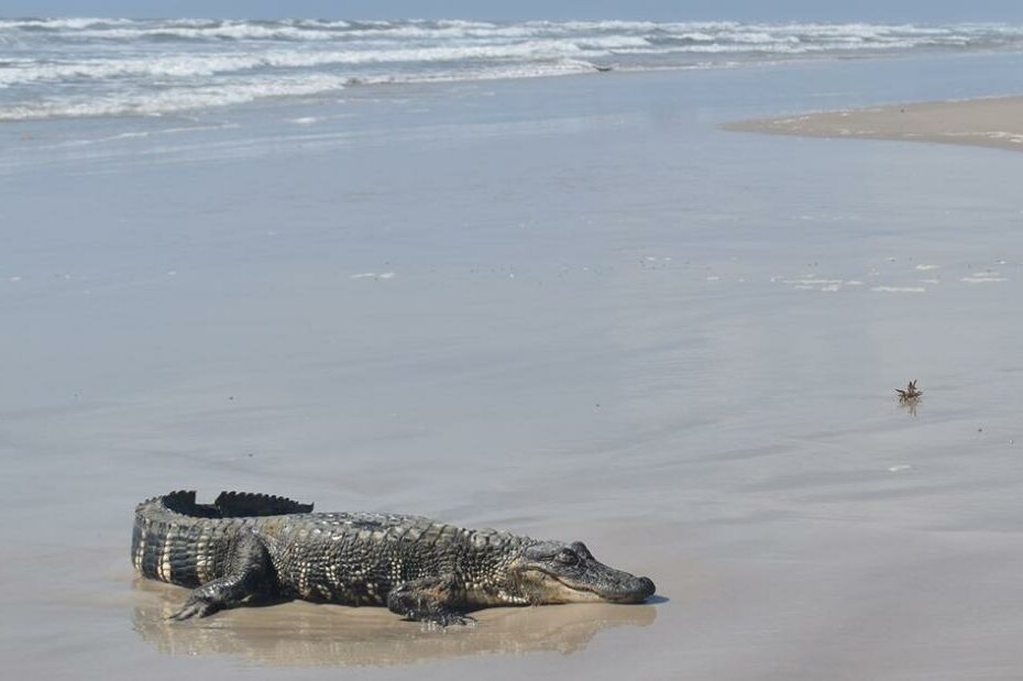 An Alligator From Louisiana Was Discovered On A South Texas Beach Over 400  Miles Away, Raising Questions About How It Got There | Cnn