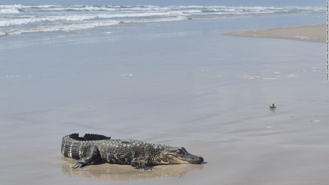 An Alligator From Louisiana Was Discovered On A South Texas Beach Over 400  Miles Away, Raising Questions About How It Got There | Cnn