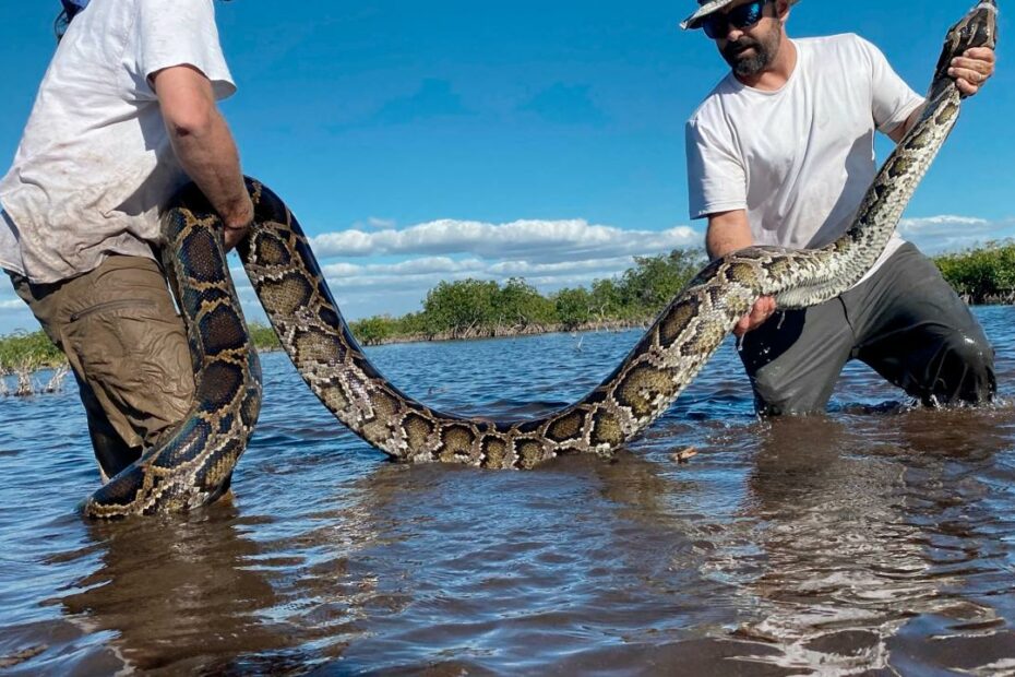 Python Invasion Has Exploded Out Of South Florida