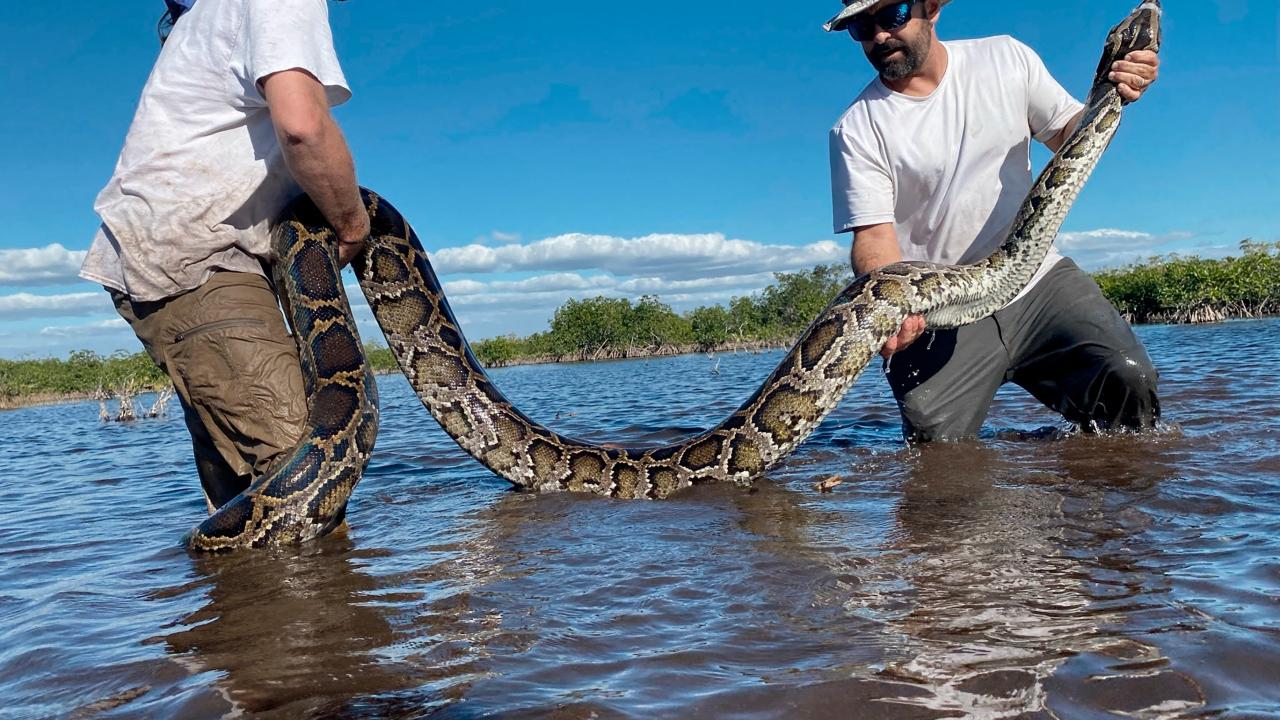 Python Invasion Has Exploded Out Of South Florida