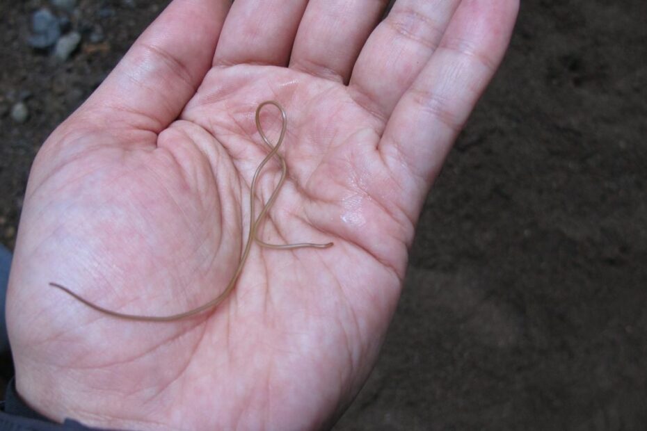 Missing Genes In 'Mind-Controlling' Worms Pose An Evolutionary Puzzle | Cnn