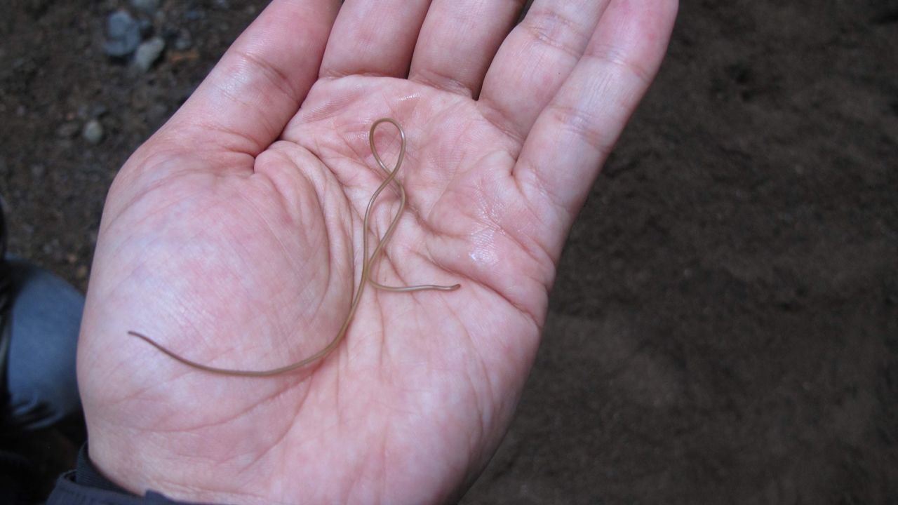 Missing Genes In 'Mind-Controlling' Worms Pose An Evolutionary Puzzle | Cnn