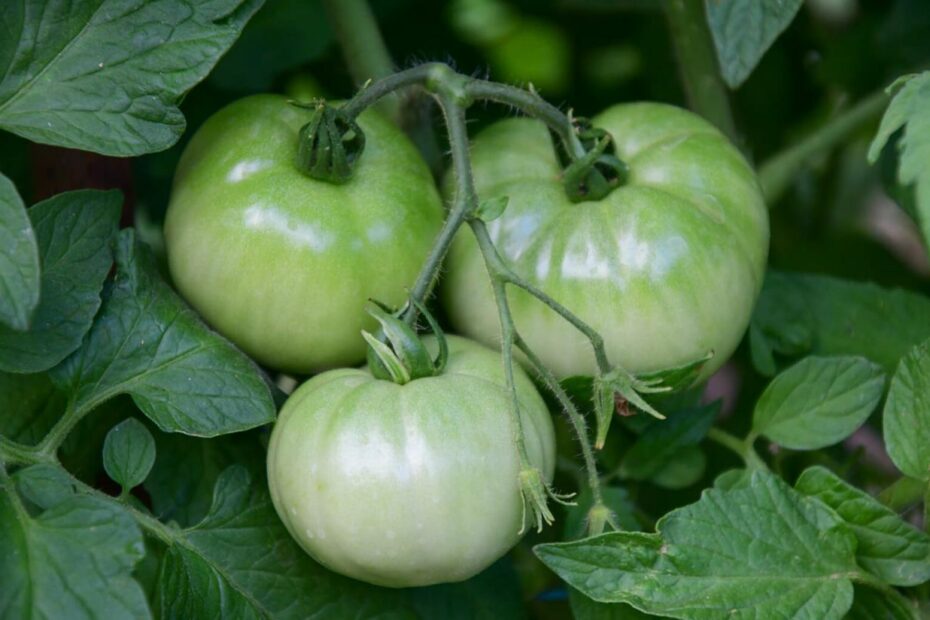 How To Ripen Green Tomatoes Off The Vine | Lovetoknow