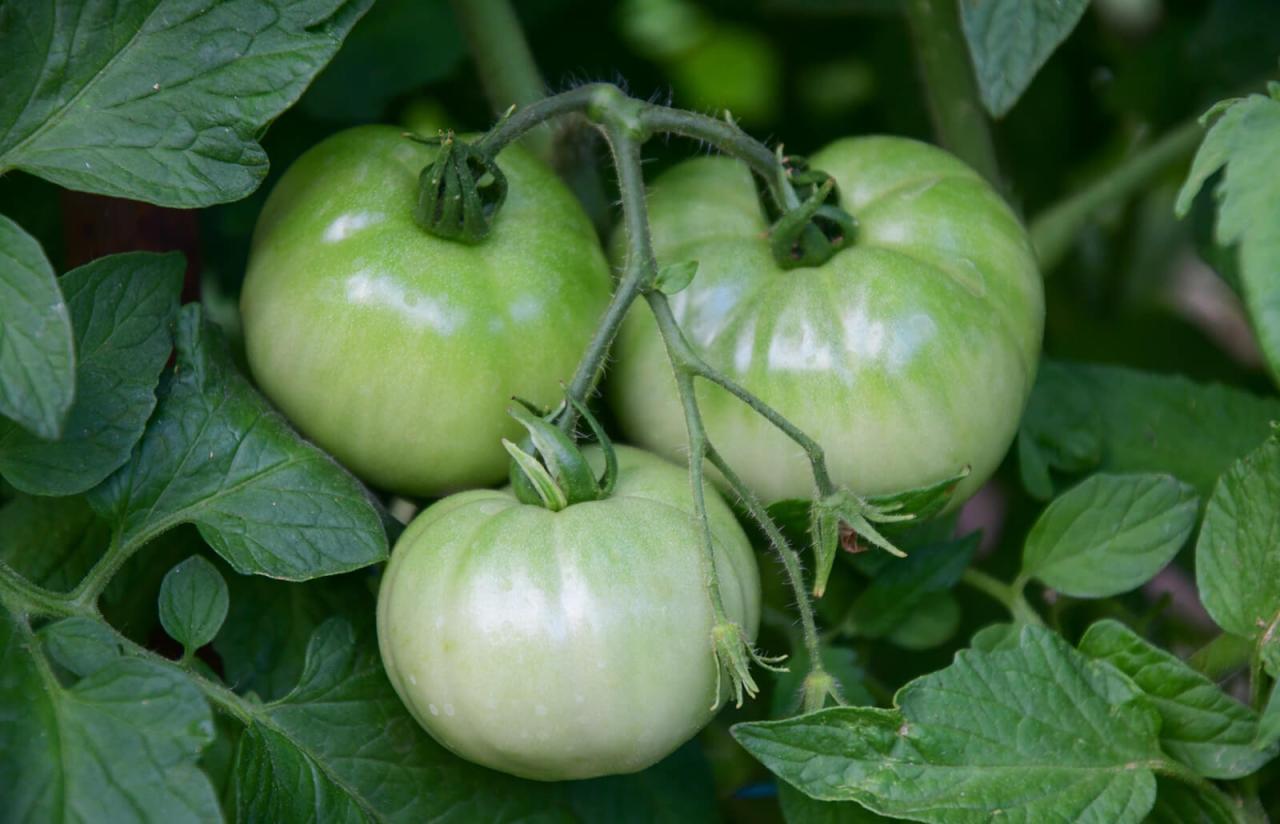 How To Ripen Green Tomatoes Off The Vine | Lovetoknow