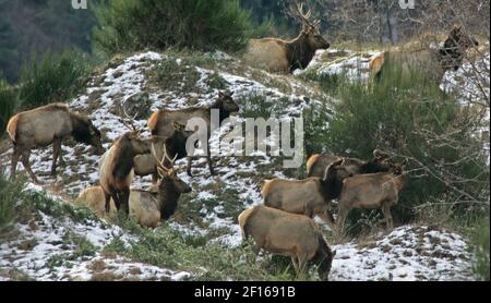 The Department Of Fish And Wildlife Is Feeding An Elk Herd Near Mount St.  Helens In Washington To Help The Herd Get Through A Harsh Winter. (Photo By  Mark Harrison/Seattle Times/Mct/Sipa Usa