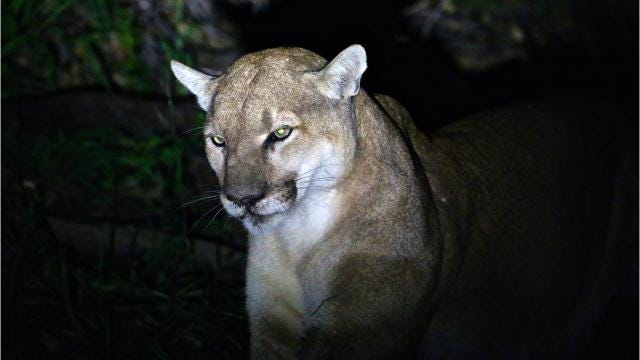 Cougars In The Wild In New York? Not Yet, The State Says