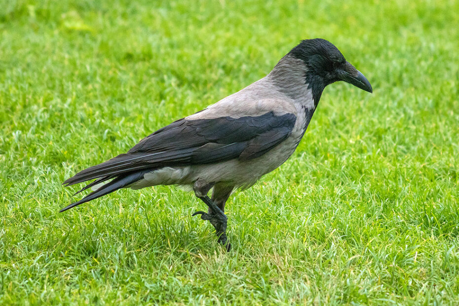 Hooded Crow / Grákráka (Corvus Cornix) In Copenhagen, Denm… | Flickr