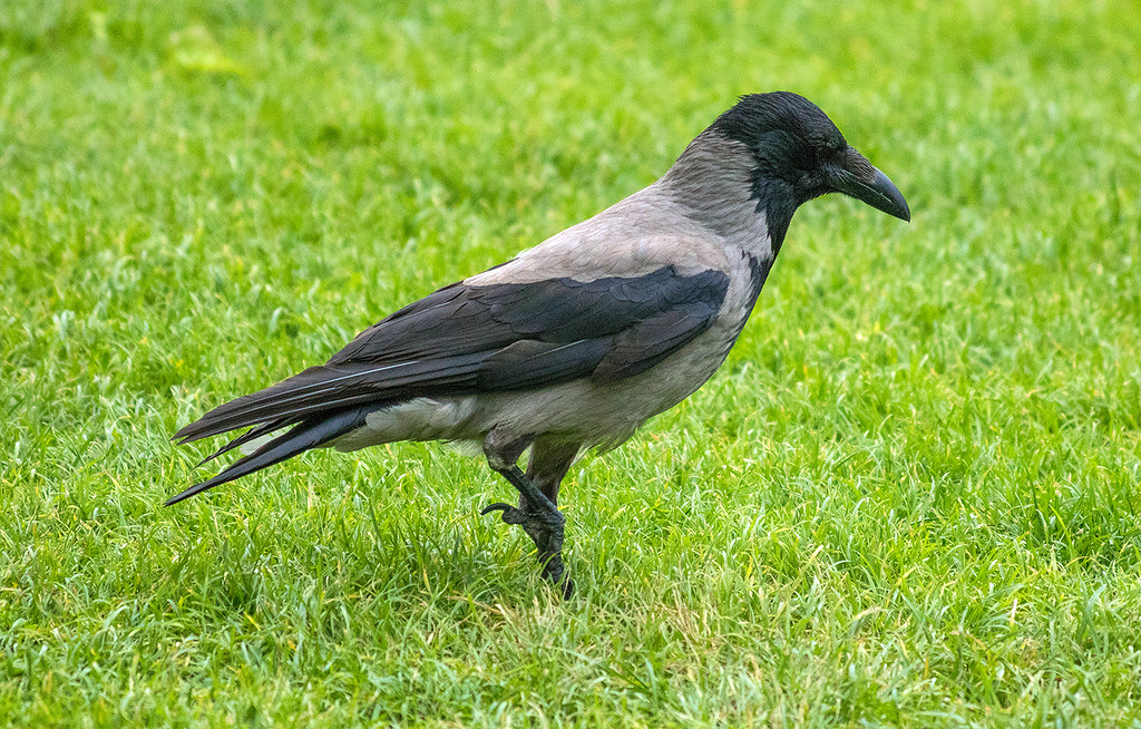 Hooded Crow / Grákráka (Corvus Cornix) In Copenhagen, Denm… | Flickr